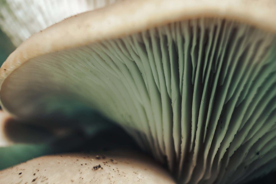 What Makes a Mushroom a Mushroom? How the Mycelium Debate Could